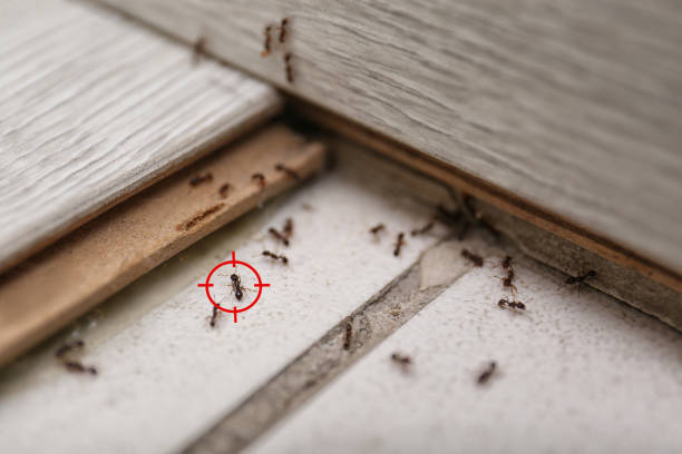 Best Pest Removal Services  in Mammoth Spring, AR