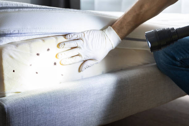 Best Best Pest Control Companies  in Mammoth Spring, AR