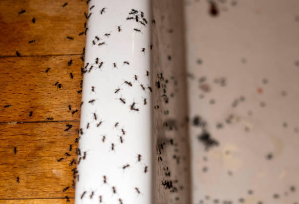 Reliable Mammoth Spring, AR Pest Control Solutions