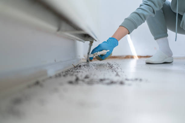Best Ant Control Services  in Mammoth Spring, AR